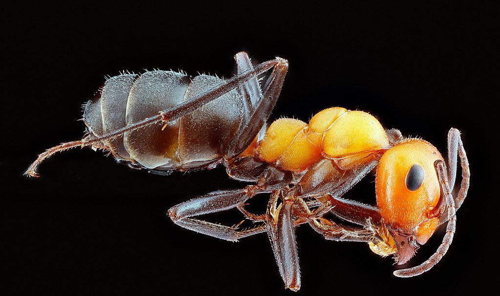 Ant Control service in West Haven, CT