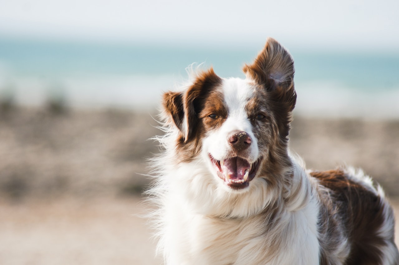 Flea & Tick Control service in West Haven, CT