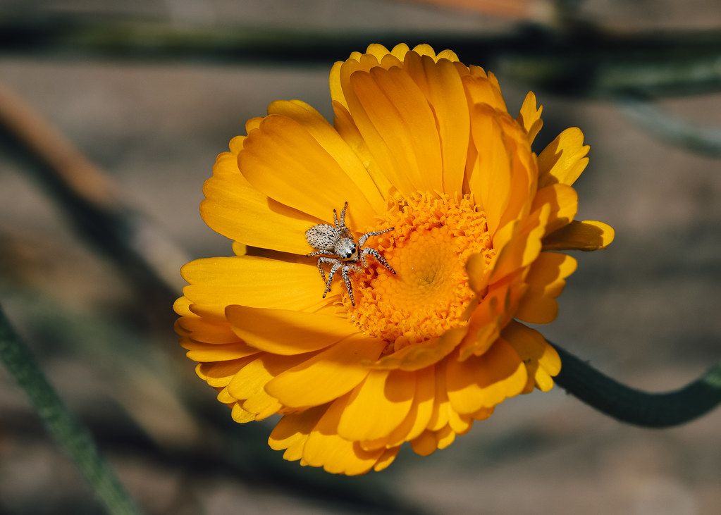 Spider Control service in West Haven, CT